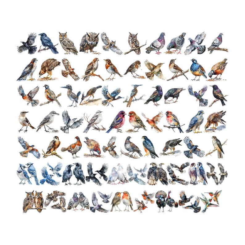 May include: Watercolor painting of various bird species, including owls, robins, cardinals, blue jays, and pigeons. The birds are depicted in a variety of poses, some perched on branches, others in flight.