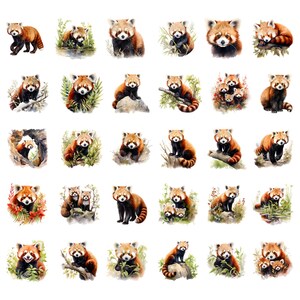 May include: A collection of watercolor illustrations of red pandas in various poses. The red pandas are depicted with reddish-brown fur, white markings, and bushy tails. Some are shown with foliage, and some are in pairs.