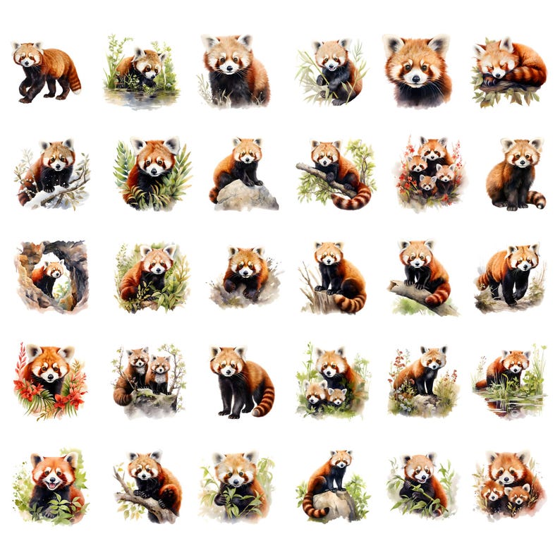 May include: A collection of watercolor illustrations of red pandas in various poses. The red pandas are depicted with reddish-brown fur, white markings, and bushy tails. Some are shown with foliage, and some are in pairs.