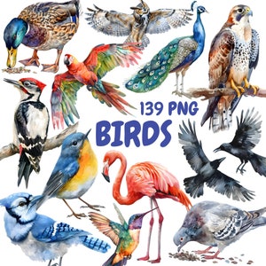 Watercolor Birds Clipart Bundle, Bird Species Clipart, Bird Illustrations, Transparent PNG Graphics, Commercial Use