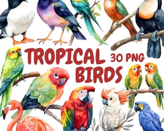 Watercolor Tropical Birds Clipart Bundle, Exotic Birds Clipart, Parrot Illustrations, Transparent PNG Graphics, Commercial Use