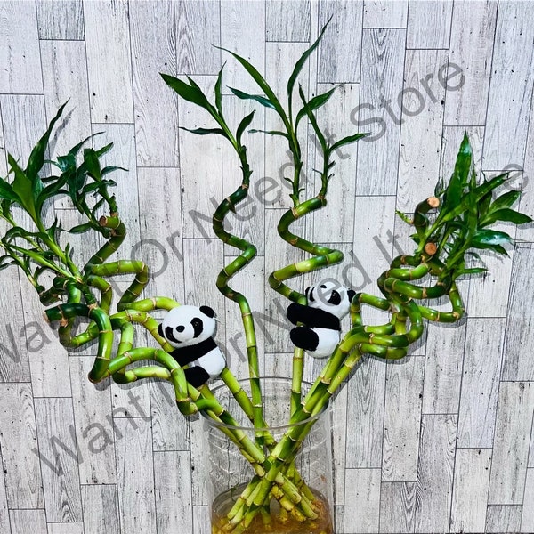 Bundle of 10 stalks of 14 inch Spiral Lucky Bamboo (22" to 24" Tall top to Bottom) + 1 Clip-on Plush Panda