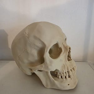 May include: A realistic off-white human skull model featuring detailed cranial sutures, a defined jawline, and a full set of teeth. The skull is shown from a three-quarter profile angle, highlighting the bone texture and anatomical structure.