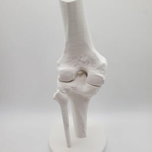 Anatomical Knee Joint Model, Human Knee Bone Replica, Medical Anatomy Decor, Orthopedic Gift, Science Office Display, Doctor Gift model