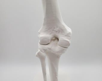 Modelo anatómico de articulación de rodilla, réplica del hueso de la rodilla humana, decoración anatómica médica, regalo ortopédico, exhibición de oficina científica, modelo de regalo médico