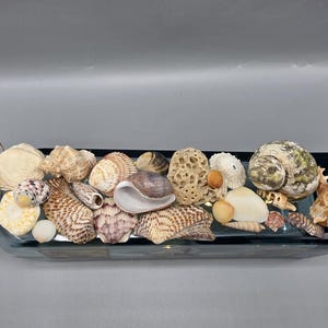 May include: A decorative glass bottle filled with a variety of seashells. The shells are in shades of white, tan, and brown, with some featuring intricate patterns. The bottle's neck is wrapped with twine.