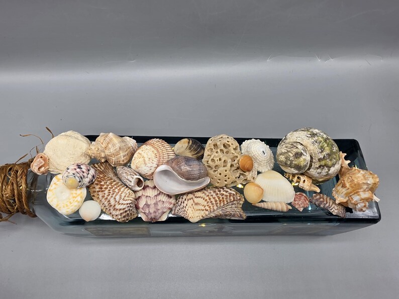 May include: A decorative glass bottle filled with a variety of seashells. The shells are in shades of white, tan, and brown, with some featuring intricate patterns. The bottle's neck is wrapped with twine.