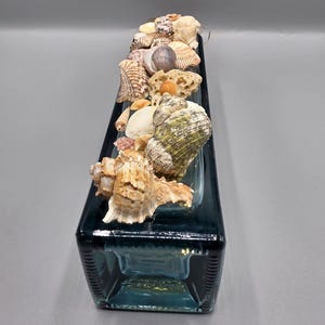 May include: A rectangular, dark teal glass bottle decorated with a variety of seashells. The seashells are in shades of tan, white, and green, and are arranged along the top of the bottle. The bottle has a textured surface.