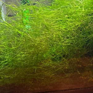 May include: A dense cluster of bright green Java moss submerged in an aquarium. The fine, thread-like filaments create a tangled, web-like structure that fills the space, with a vibrant green hue and a bright green tube visible in the background.