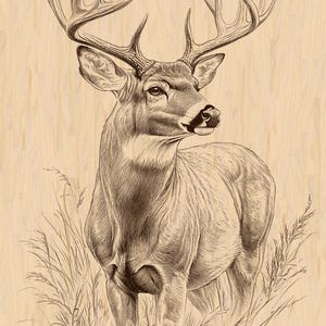 May include: A detailed line drawing of a white-tailed deer buck with large antlers standing in a field of tall grass. The deer is facing to the right and looking back over its shoulder. The drawing is done in a brown ink on a light wood background.