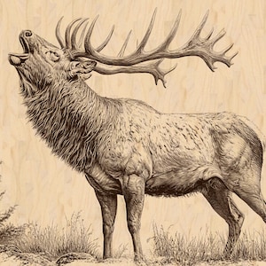 Gravure laser PNG d'un cerf mâle bramant, art de la faune de montagne