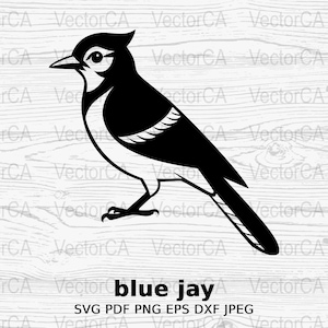 Blue Jay SVG Digital Image PNG, Bird Clipart, Bird Digital Download,Bird SVG,Blue Jay Bird Cutting File svg for Silhouette,Cricut & Crafting
