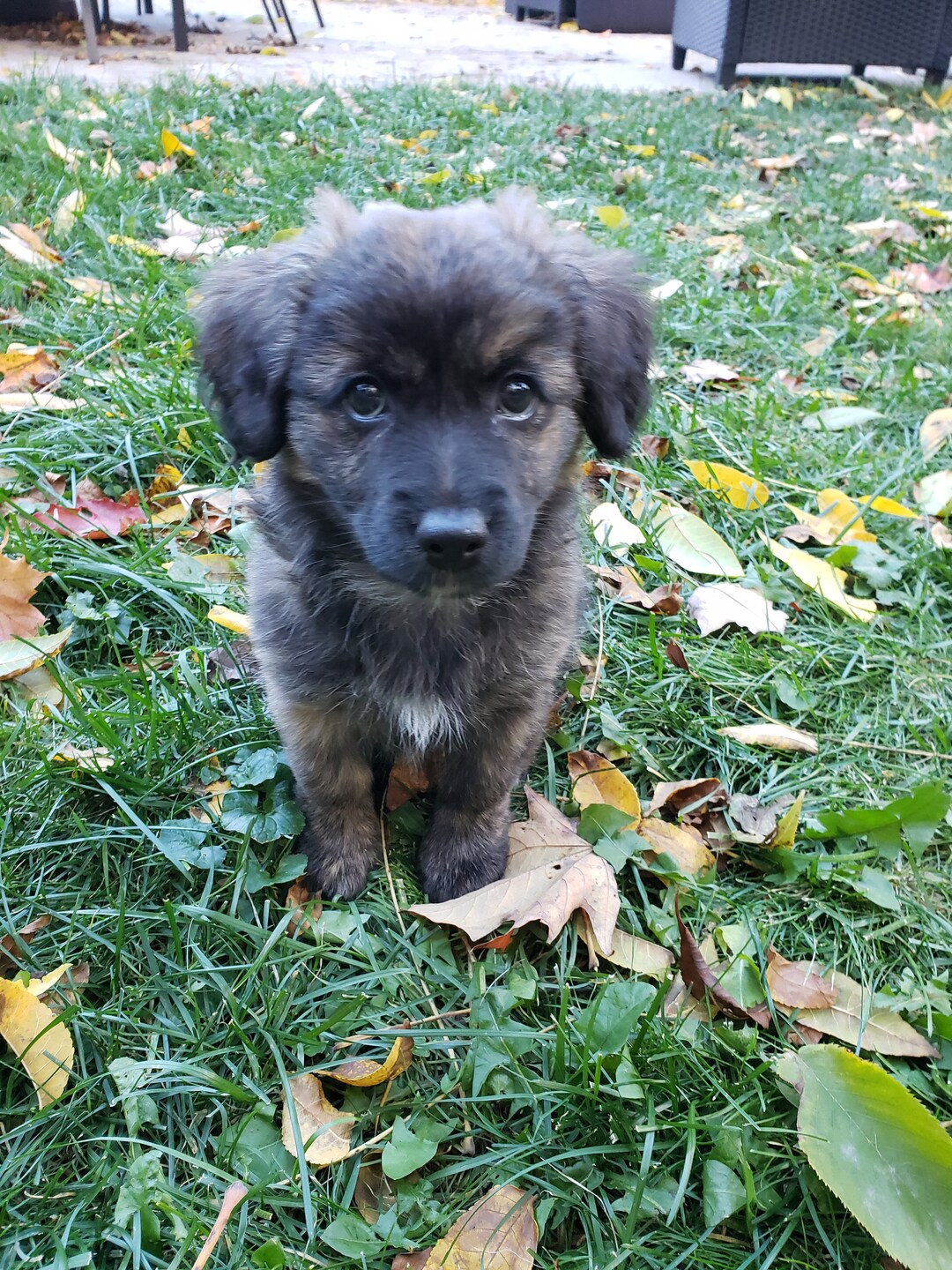 Puppy Printable - Etsy