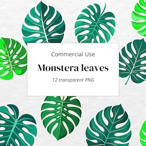 Instant Download | Tropical Leaves| Monstera Clipart | Monstera Leaf | Floral Png  | Transparent Background