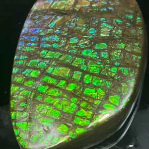 Iridescent Ammolite . AAAA-Highest Gem  Quality from Alberta Canada. 422Cts 6.2 x 3.8 x 1.2 cm.   (Comes with Certificate of Authenticity.)