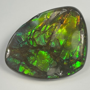 Iridescent Ammolite!  AAA High Quality from Alberta Canada. 170Cts. 4.4 x 3.8 x 0.6 cm.