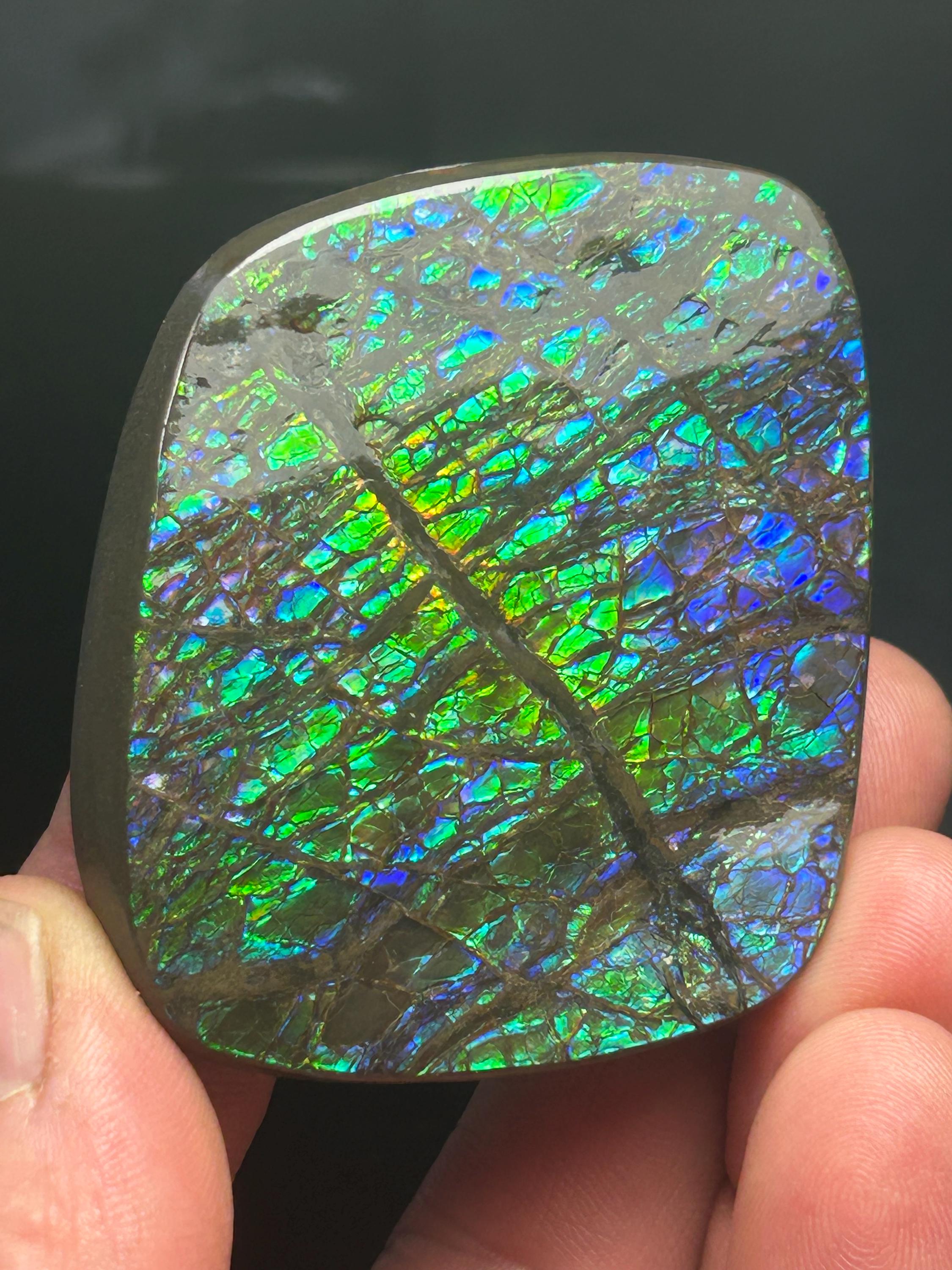 高品質アンモライト化石：カナダ・アルバータ州産（証明書付き