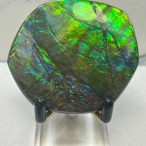 Iridescent Ammolite.  AAAA Gem Quality from Alberta Canada. 259.5Cts.              5.5 x 4.7 x 1 cm (Comes with Certificate of Authenticity)