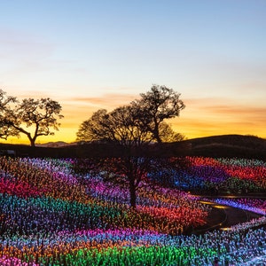 May include: A field of colorful lights in the shape of flowers, illuminated at dusk. The lights are arranged in rows and create a rainbow effect. The silhouette of trees can be seen in the background.