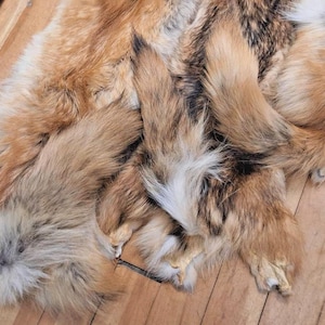 SupplyIt 1 Piel de coyote curtida Pieles Trampas Taxidermia Artesanías