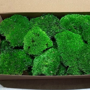 Peut inclure: Une boîte remplie de mousse verte préservée, idéale pour l'artisanat et la décoration.