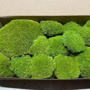 Peut inclure: Une boîte en carton remplie de mousse vert vif. La mousse est disposée en touffes arrondies, créant un aspect texturé et naturel. La boîte est rectangulaire avec une découpe pour la poignée.