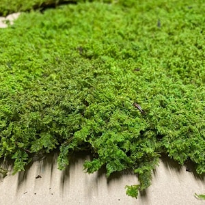 Peut inclure: Gros plan sur une touffe de mousse verte préservée. La mousse est disposée en une épaisse couche, révélant sa texture naturelle et sa couleur vibrante.