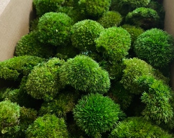 May include: A box filled with small, round, green moss balls. The moss balls are densely packed together, creating a lush and vibrant green texture.