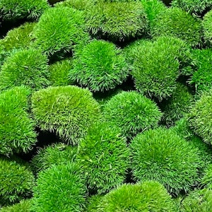Op de afbeelding: Een close-up van levendig groen mos, dicht opeengepakt. Het mos ziet er zacht en getextureerd uit, met een natuurlijke, organische uitstraling. De afbeelding toont de weelderige, groene kleur en de ingewikkelde details van de plant.