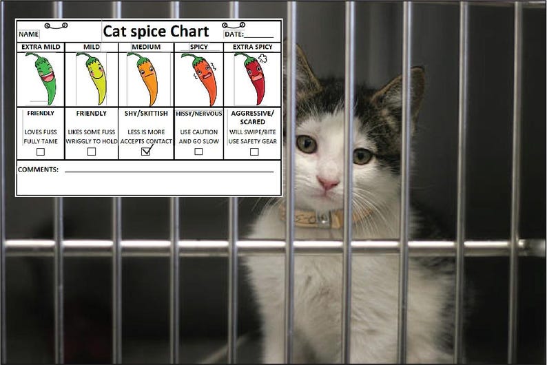 Cat & Dog Spice Chart for Veterinary Clinics (digital Download) - Etsy