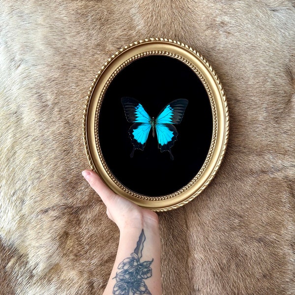 Papillon naturalisé, Papilio Ulysse