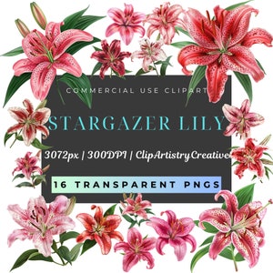 Stargazer Lilies Stargazer Lily pacote de clipart floral PNG download digital de fundo transparente, clipart de flor bonita, clipart floral