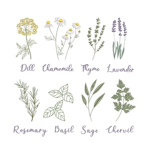 Kitchen Herb Garden Machine Embroidery Bundle, 8 herbs Sage Lavender Chamomile Thyme Rosemary Dill Digital Pattern Zip - 5 sizes