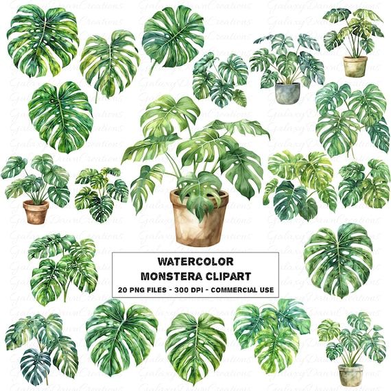 Watercolor Monstera Clipart, Water Color Potted House Plant Leaf PNG, Pot  Planter Leaves Clip Art, Tropical Printable Digital Download Set - Etsy