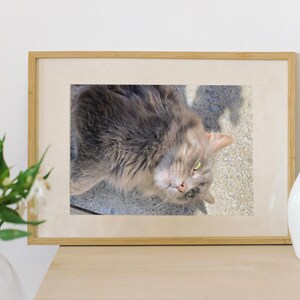 Sunshine Cat Lovers betaalbare Instant digitale downloadkunst. Print er zoveel als je wilt. Ook te gebruiken op al je elektronische apparaten!