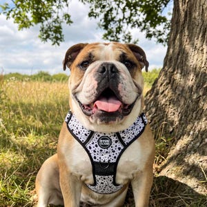 Dog Harness No Pull Adjustable – Reflective Padded Walking Harness Small to XL Dogs – Black White Beige image 12