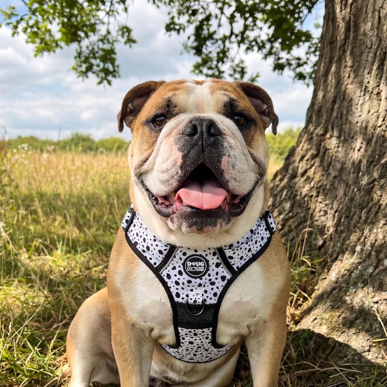 Dog Harness No Pull Adjustable – Reflective Padded Walking Harness Small to XL Dogs – Black White Beige image 12