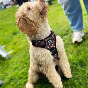 Puede incluir: Un perro marr&oacute;n claro con un arn&eacute;s marr&oacute;n y negro con lunares blancos. El arn&eacute;s tiene una hebilla negra y una etiqueta blanca que dice "Doug the Dog". El perro est&aacute; sentado en la hierba verde y mirando hacia arriba.