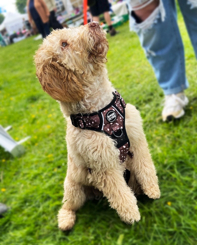 Puede incluir: Un perro marr&oacute;n claro con un arn&eacute;s marr&oacute;n y negro con lunares blancos. El arn&eacute;s tiene una hebilla negra y una etiqueta blanca que dice "Doug the Dog". El perro est&aacute; sentado en la hierba verde y mirando hacia arriba.