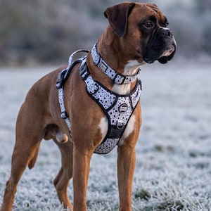 Set di pettorine anti-tiro per cani, stampa dalmata bianca regolabile, guinzaglio e collare da passeggio