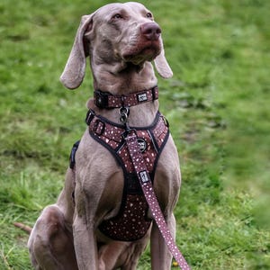 No Pull Dog Harness Set, Brown Adjustable Harness Lead Collar