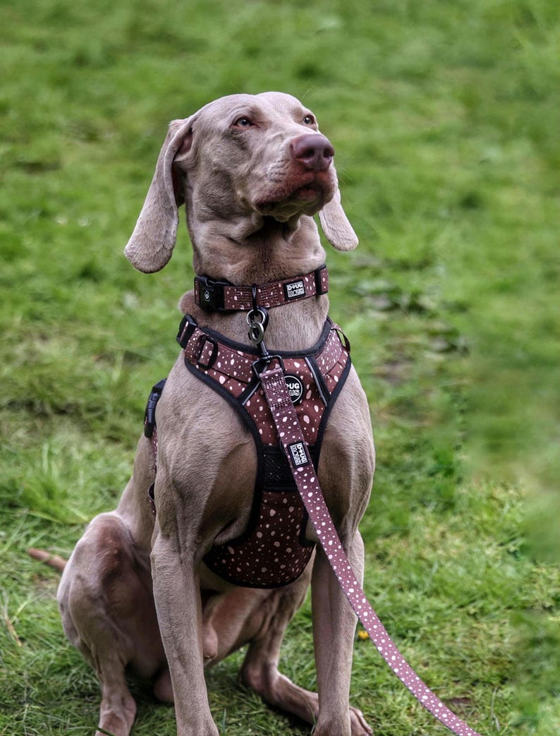 Arnés antitirones para perros, collar ajustable marrón imagen 1