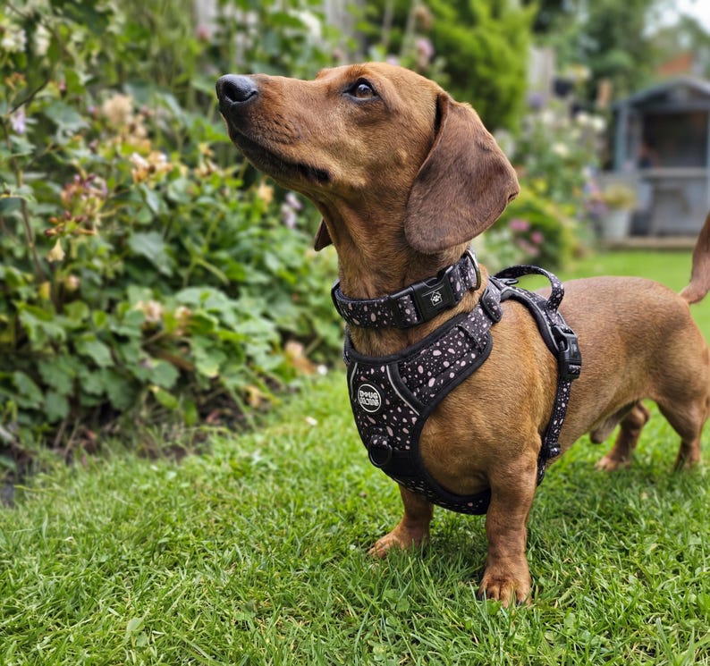 Dog Harness No Pull Adjustable – Reflective Padded Walking Harness Small to XL Dogs – Black White Beige image 3