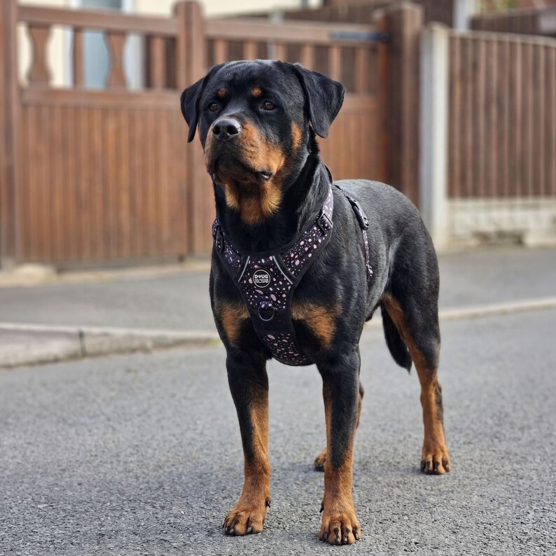 Dog Harness No Pull Adjustable – Reflective Padded Walking Harness Small to XL Dogs – Black White Beige image 13