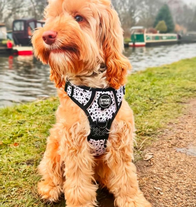 Dog Harness No Pull Adjustable – Reflective Padded Walking Harness Small to XL Dogs – Black White Beige image 14