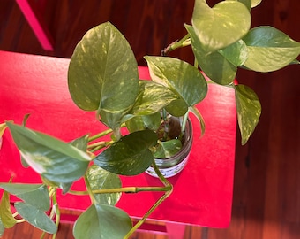 Golden Pothos Cuttings (3 included)