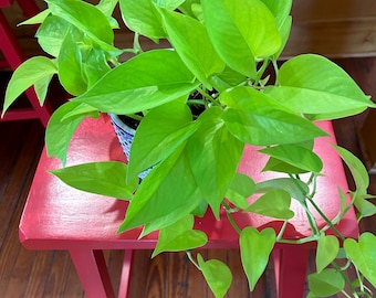 Neon Pothos cuttings  or starter plant - more rare variety