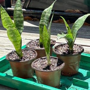 Dracaena Snake plant - Mother in Law&#39;s Tongue
