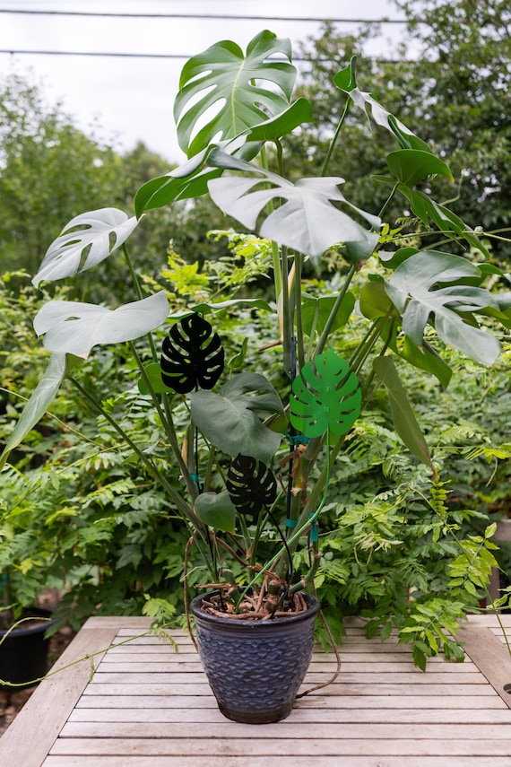 Garden Shade Stake Trainer Accessory Monstera Plant Cover Decoration Gift  Christmas Mother's Day Fairy Gardening Indoor Outdoor Cover