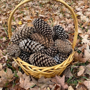 May include: A wicker basket filled with pine cones, set on a bed of fallen autumn leaves.